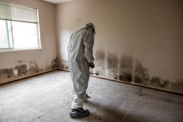 Best Mold Removal for HVAC Installations  in Totowa, NJ